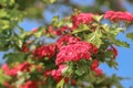 Branch of a blossoming hawthorn tree with beautiful pink flowers against blue sky as a romantic natural background Royalty Free Stock Photo