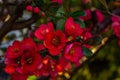 A branch of blossoming Japanese quince red flowers. Blooming perennial shrub in spring garden. Chaenomeles superba hybrids in Royalty Free Stock Photo