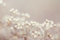 A branch of blossoming Japanese spirea close up. Royalty Free Stock Photo