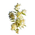 A branch of a blossoming jasmine bush. Fragrant white flowers. Isolated on a white background