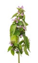 Branch blossoming lemon balm isolated on white background