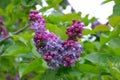 The branch of blossoming lilac Syringa vulgaris in the city botanic garden Royalty Free Stock Photo