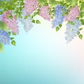 Branch of a Blossoming Lilac Royalty Free Stock Photo