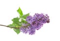 Branch of blossoming lilac on white background Royalty Free Stock Photo