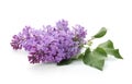 Branch Of Blossoming Lilac On White Background