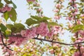 Branch of a blossoming magnolia Royalty Free Stock Photo