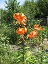 A branch of blossoming orange lilies lit by the sun in the garden