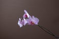 Branch of blossoming orchids of tender lilac color on the brown background