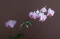 Branch of blossoming orchids of tender lilac color on the brown background