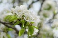 A branch of a blossoming pear tree. Inflorescence of white pear flowers in spring Royalty Free Stock Photo