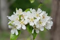 A branch of a blossoming pear tree. Inflorescence of white pear flowers in spring Royalty Free Stock Photo