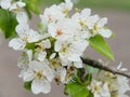 A branch of a blossoming pear tree. Inflorescence of white pear flowers in spring Royalty Free Stock Photo