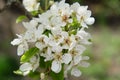 A branch of a blossoming pear tree. Inflorescence of white pear flowers in spring Royalty Free Stock Photo