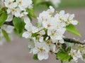 A branch of a blossoming pear tree. Inflorescence of white pear flowers in spring Royalty Free Stock Photo