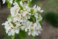 A branch of a blossoming pear tree. Inflorescence of white pear flowers in spring
