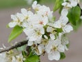 A branch of a blossoming pear tree. Inflorescence of white pear flowers in spring Royalty Free Stock Photo