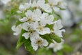 A branch of a blossoming pear tree. Inflorescence of white pear flowers in spring