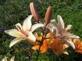 A branch of blossoming pink lilies lit by the sun in the garden.