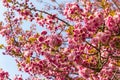 Branch of blossoming pink sakura tree Royalty Free Stock Photo