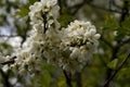 A branch of a blossoming plum