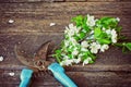 Branch blossoming plum and rusty garden pruner