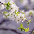 Branch of blossoming plum tree with white flowers and young green leaves Royalty Free Stock Photo