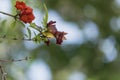 Branch of blossoming pomegranate Royalty Free Stock Photo