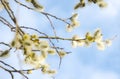 Branch of blossoming pussy willow against the blue sky. Royalty Free Stock Photo