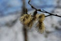 A branch of a blossoming pussy-willow in spring.