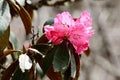 Branch of blossoming Rhododendron pink flowers in Himalayas,Nepal,Everest region,Nepal,Asia