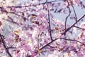 branch with blossoming sakura flowers, Japanese garden