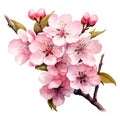 Branch of blossoming sakura with pink flowers. Watercolor illustration, Watercolor cherry blossom. Vector illustration isolated on Royalty Free Stock Photo