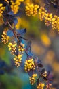 Branch of a blossoming spring Berberis ottawensis