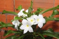 Branch of a blossoming tree with beautiful white flowers Royalty Free Stock Photo