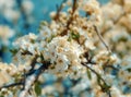 Branch of a blossoming tree cherry, beautiful white flowers Royalty Free Stock Photo