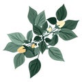 A branch of a blossoming tree. Leaves and flowers. Isolated vector botanical clip art element for design. Royalty Free Stock Photo