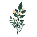 A branch of a blossoming tree. Leaves and flowers. Isolated vector botanical clip art element for design. Royalty Free Stock Photo