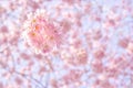 A branch of a blossoming tree with pink flowers against the blue sky. Spring flowering. Royalty Free Stock Photo