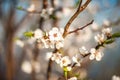 Branch of a blossoming tree in spring. How the fruit tree blossoms, apple, cherry, pear, plum. Close-up, texture of natural bark a