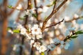 Branch of a blossoming tree in spring. How the fruit tree blossoms, apple, cherry, pear, plum. Close-up, texture of natural bark a Royalty Free Stock Photo