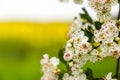 Branch of a blossoming tree with white flowers Royalty Free Stock Photo