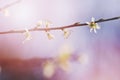 A branch of a blossoming tree with white flowers against the sunny, bright sky. Spring flowering Royalty Free Stock Photo