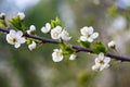 Branch of a blossoming tree with white flowers Royalty Free Stock Photo