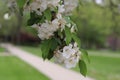 A branch of a blossoming tree with white flowers against the background of the path in the background Royalty Free Stock Photo