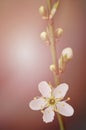 A branch of a blossoming tree with white flowers. Spring flowering. Royalty Free Stock Photo