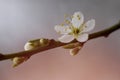 A branch of a blossoming tree with white flowers. Spring flowering. Royalty Free Stock Photo