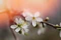 A branch of a blossoming tree with white flowers. Spring flowering. Royalty Free Stock Photo