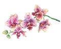 The branch of blossoming tropical pink flowers orchids, close-up Phalaenopsis, orchis.