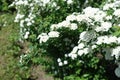 Branch of blossoming Van Houtte Spirea Royalty Free Stock Photo