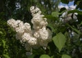 Branch of blossoming white lilac